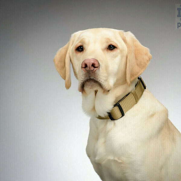 Photo of Finn, a yellow Labrador Retriever